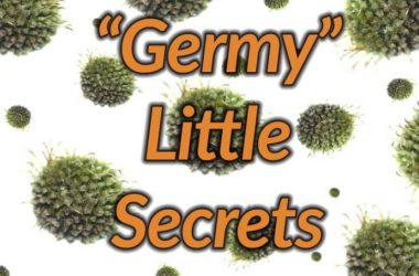 Germy Little Secrets Infographic